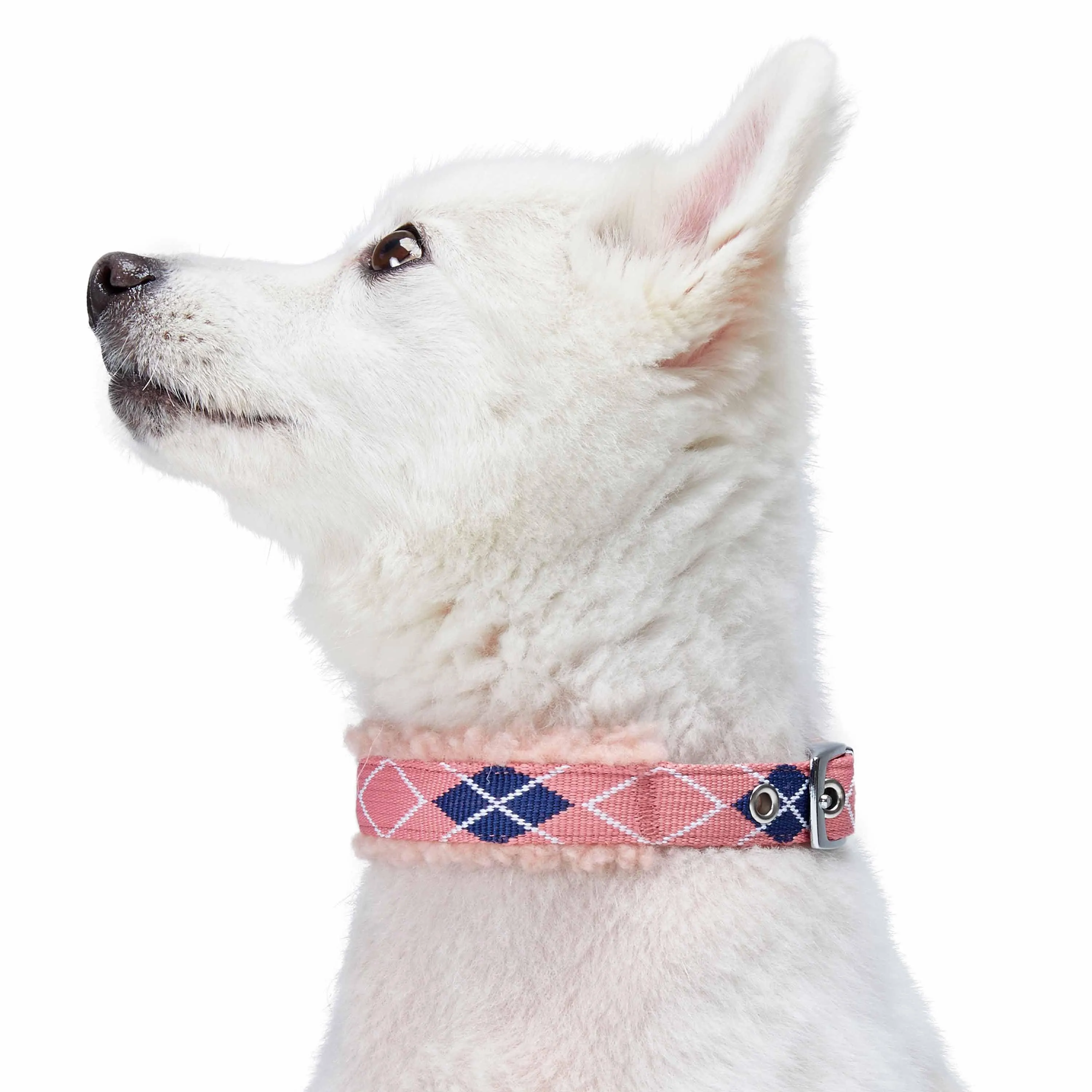 Sherpa Fleece Padded Dog Collar in Scottish Argyle