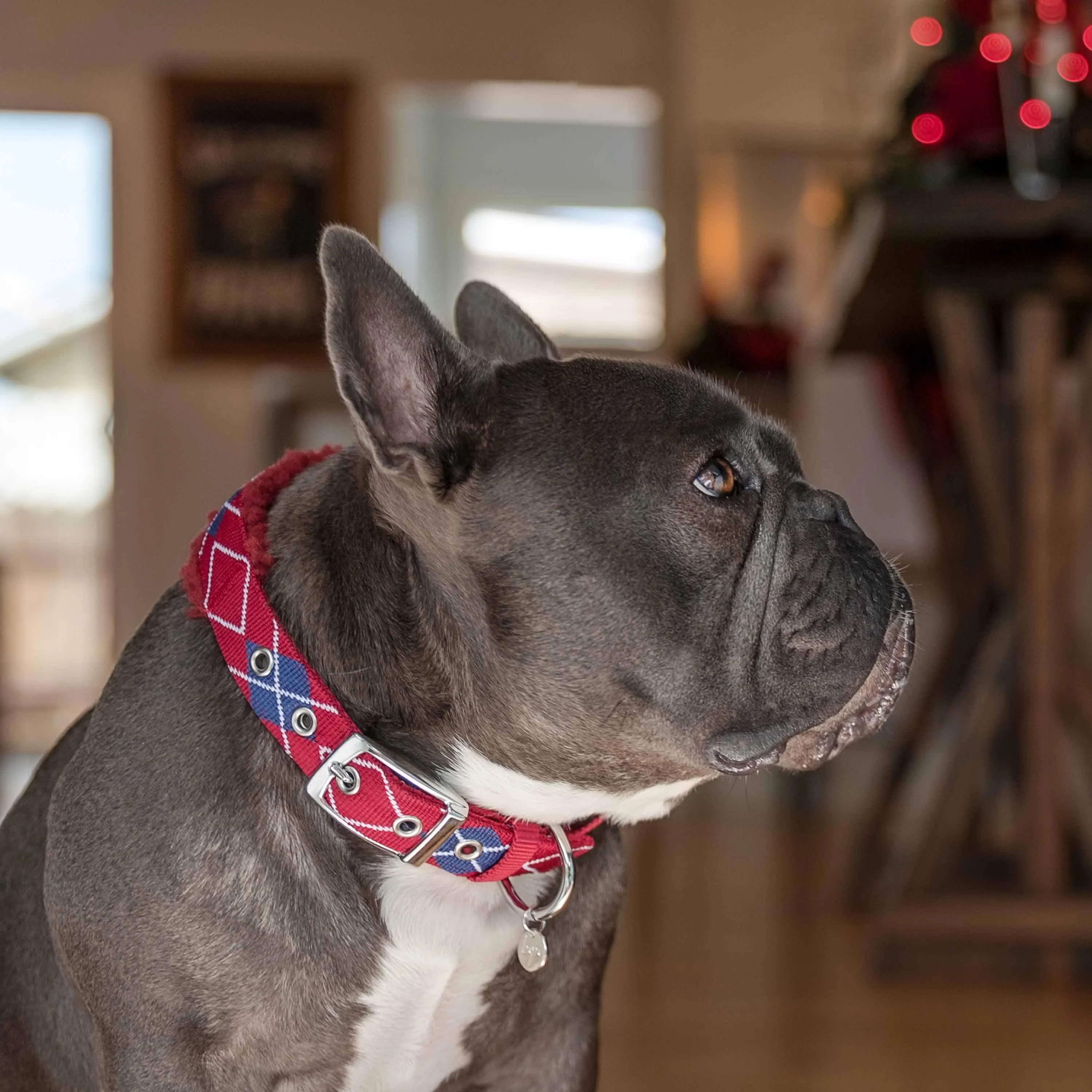 Sherpa Fleece Padded Dog Collar in Scottish Argyle